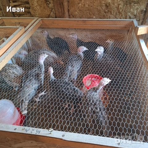 Селски пуйки, снимка 2 - Кокошки и пуйки - 54991627