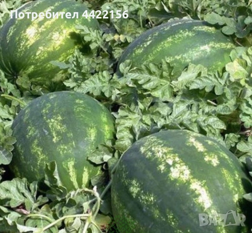 Семена за Диня Syngenta Karistan – 2500 бр. в опаковка, снимка 4 - Сортови семена и луковици - 53965140