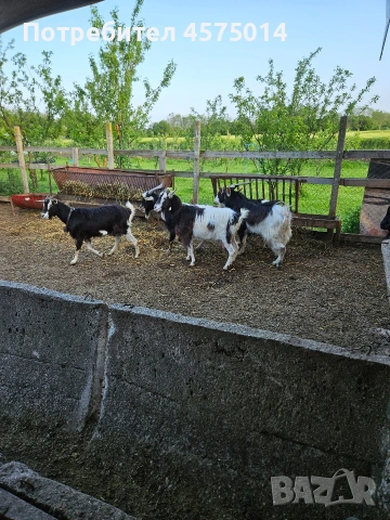 Продавам кози, ярета и пръчове, снимка 4 - Кози - 54988440