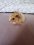 Продавам две сладки морски свинчета на един месец.Родени са на 23-ти Април🐹, снимка 7