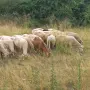 продават се 60 броя овце, снимка 7