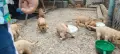 Кучета кокер шпаньол , снимка 2