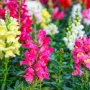 Antirrhinum Mix (Антиринум микс / Кученца микс), снимка 1