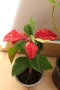 Коледна звезда, Euphorbia pulcherrima, 2 бр. растения за 1 евро !, снимка 2