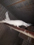 Продавам чифт бели корели , снимка 3