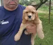Кокер Шпаньол - , снимка 5