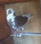 Пощенски гълъби на капак , снимка 2