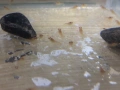 Бебета рачета Procambarus Alleni, снимка 8