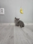 Британски късокосмести котета , снимка 9