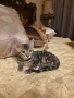 Бенгалска котка, снимка 6