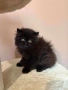 Персийски котенца , снимка 8