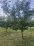 Prodavame sini slivi za pazar, снимка 3