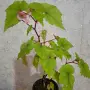 Многогодишни Стайни Бегонии 2 вида, снимка 3
