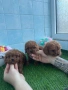 Cavapoo/Кавапу момчета, снимка 6