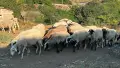 Продавам стадо от 240 овце - млади, здрави и добре гледани, снимка 14