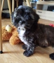 Shih poo/Mini poodle , снимка 4