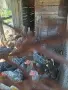 Домашни кокошки , снимка 1