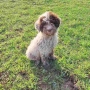 Бебета Лагото Романьоло / Lagotto Romagnolo, снимка 1