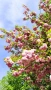 Японска Вишна Канзан, Сакура, Prunus Serrulata Kanzan, снимка 7