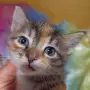 Подарявам/ търсят дом две котета , снимка 1