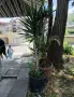 Продавам палма Юка / Yucca, 25 годишна, 1.7 м. височина, снимка 6