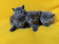 Котета - порода Руска синя котка !, снимка 7