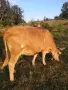 Месодайна юница на първото теле, снимка 2