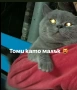 Продавам шотландски клепоухи малки котенца 😻, снимка 12