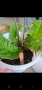 Стрептокарпус, streptocarpus DS 2166, снимка 5