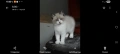 коте Регдол , снимка 2