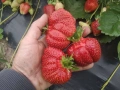 Предлагам висококачествен разсад ягоди сезонни и целогодишни сортове , снимка 2