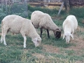 Кочове 3 броя   !, снимка 2