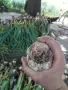 български чесън, снимка 4