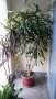 Предлагам огромна 2 метра висока !  Dracaena fragrans, снимка 3