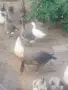 Продавам гъски сиви, снимка 3