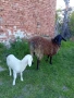 овце, снимка 10