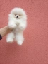 Бели мини Померани. Реални снимки ! , снимка 1