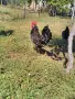 Петли Петел Черен Легхорн Leghorn, снимка 5