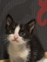 Котенца за осиновяване, снимка 3