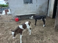 Продавам телета, снимка 2