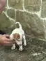 Джак Ръсел Териер, снимка 2