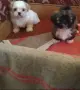 две момчета и една принцеса , снимка 1
