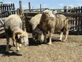 Продават се кочове, снимка 2