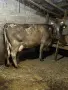 Продавам 2 Дойни Крави, снимка 1