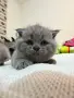 шотландска клепоуха, снимка 11