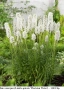 Лиатрис (Liatris spicata) - лилав и бял; грудки, снимка 3
