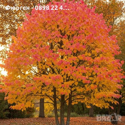 Карамелено дърво (Японска кацура) – Cercidiphyllum japonicum