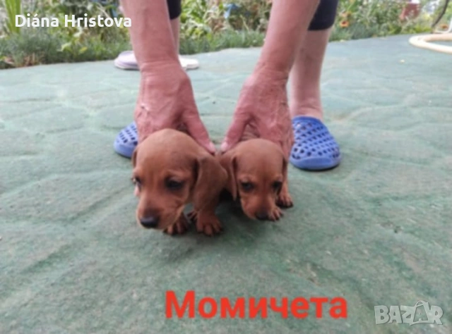 Дакели бебета , снимка 4 - Дакели - 55047553