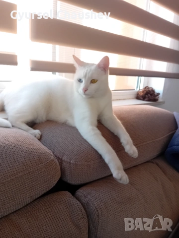 Продавам женска кастрирана ,као мани ,на 1 г