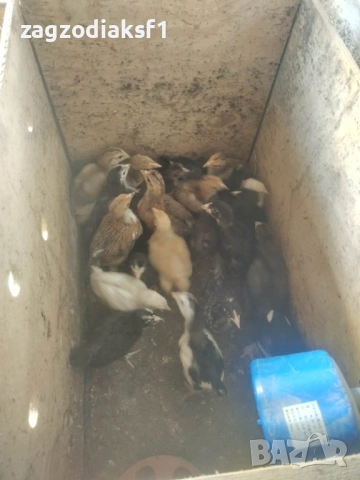 Продавам пиленца "Амрок" Брама" и "Селски"